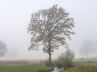 Der Schafelbach windet sich vor Baum in der nebligen Wiese